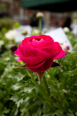 Flowers in a market