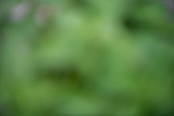 soft, blurred green background creates calming atmosphere
