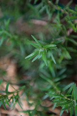 Fresh rosemary green herbs with slender leaves create vibrant and lively atmosphere