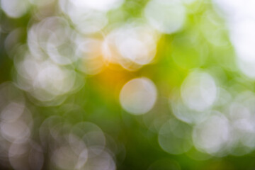 Soft bokeh background with green and yellow hues creating dreamy atmosphere