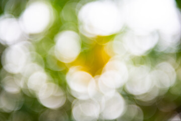 Soft, blurred background with bokeh effect, featuring green and yellow hues, creating dreamy