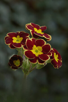 Primulas