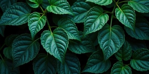 Fototapeta premium Dark foliage with intricate leaf patterns, foliage, mysterious