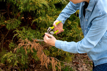 girl gardener pruning branches coniferous plant juniper with bright yellow-handled shears. Spring...