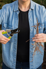 Girl holding pruning shears and bunch of cut branches of dry coniferous plant juniper. Girl...