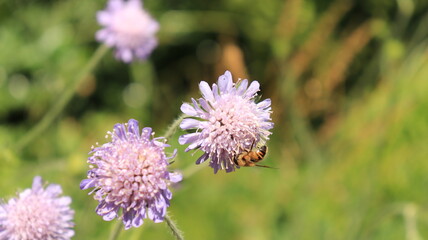 Bee on a flower