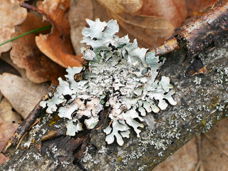 Lichen abstract plant in the forest close-up view