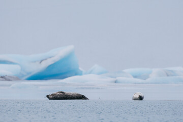 Seals resting on Icelandic ice floes, surrounded by the pristine Arctic landscape. A peaceful wildlife scene in the cold northern waters. Perfect for nature, wildlife, and travel themes.
