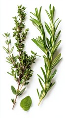 Obraz premium Fresh Thyme Rosemary and Mint Sprigs on White Background