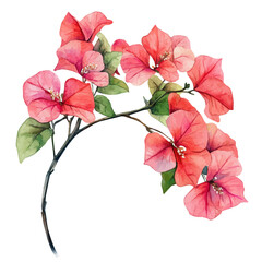 Bougainvillea Branch, watercolor illustration vector, high quality, isolated on a white background.