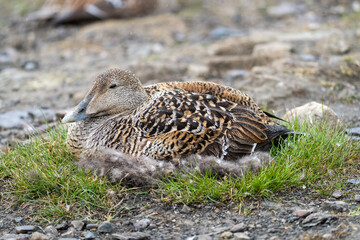 Female common eider (Somateria mollissima) sitting on a nest in Longyearbyen, Svalbard, Norway