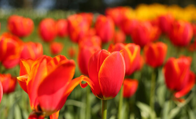 Fototapeta premium A collection of variously colored tulips in a well-lit setting, offering charming and diverse colors that can serve as design background material, with the language of flowers subtly conveyed.