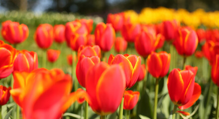 A collection of variously colored tulips in a well-lit setting, offering charming and diverse...