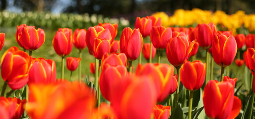 A collection of variously colored tulips in a well-lit setting, offering charming and diverse colors that can serve as design background material, with the language of flowers subtly conveyed.