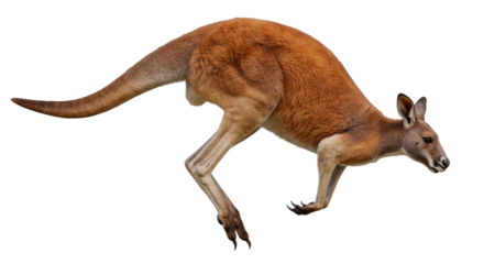 A Red Kangaroo in a Dynamic, Natural Pose That Highlights Its Muscular Hind Legs and Agile Frame