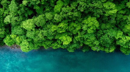 Aerial View of Lush Green Trees Next to Serene Turquoise Water Scenery