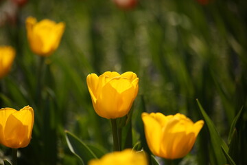 A collection of variously colored tulips in a well-lit setting, offering charming and diverse...
