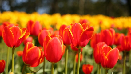 A collection of variously colored tulips in a well-lit setting, offering charming and diverse colors that can serve as design background material, with the language of flowers subtly conveyed.