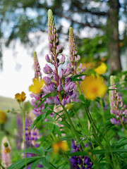 Lupine multifoliate, a beautiful spring flower in mountain meadows.