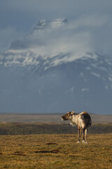 Reindeer against the stunning Icelandic landscape, captured in beautiful light. Their silhouettes contrast with the rugged terrain, creating a wild and serene scene.