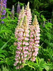 Lupine multifoliate, a beautiful spring flower in mountain meadows.