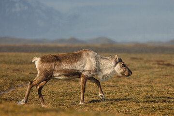 Naklejka premium Reindeer against the stunning Icelandic landscape, captured in beautiful light. Their silhouettes contrast with the rugged terrain, creating a wild and serene scene.