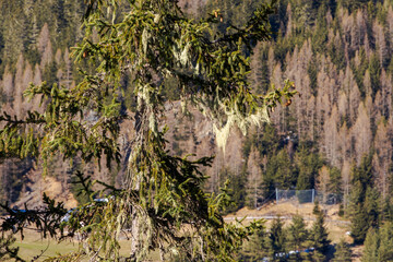 Spruce tree with moss-covered branches in Tyrol, Austria, March 19, 2025