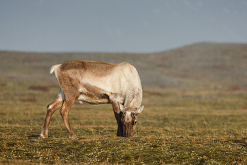 Reindeer against the stunning Icelandic landscape, captured in beautiful light. Their silhouettes contrast with the rugged terrain, creating a wild and serene scene.