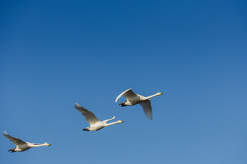 Various birds in Iceland's wild landscapes, soaring over rugged cliffs and icy waters. A paradise for birdwatchers and nature lovers, showcasing Arctic wildlife in its natural habitat.