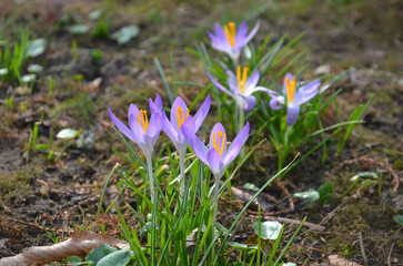 Group of fresh lilac color crocuses (saffron) flowers blooming in early springtime. Closeup photo...