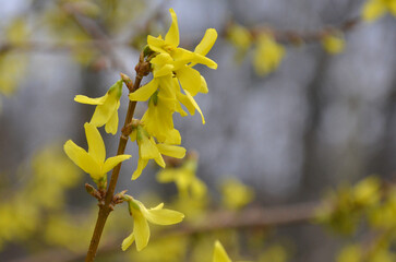 Yellow blooming forsythia branch against natural spring blurred background. Closeup flowers on a branch. Springtime, awakening of nature concept. 