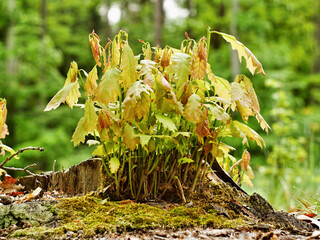 Young oak trees in a spring forest is coming to life.