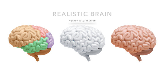 Set of realistic human brain isolated on white. Vector illustration