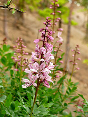 Burning Bush Flowers. Rare beautiful spring flower
