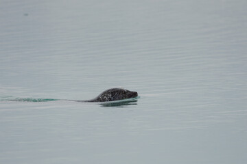 Fototapeta premium Seals resting on Icelandic ice floes, surrounded by the pristine Arctic landscape. A peaceful wildlife scene in the cold northern waters. Perfect for nature, wildlife, and travel themes.