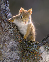 American Red Squirrel posing in crotch of tree