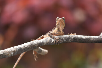 Acanthosaura capra is a species of Agamid lizard: commonly known as the mountain horned dragon, also called the spiny lizard