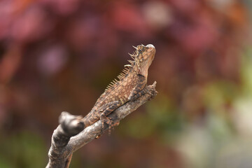 Acanthosaura capra is a species of Agamid lizard: commonly known as the mountain horned dragon, also called the spiny lizard