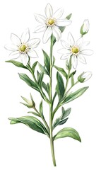 Fototapeta premium a white flowers with green leaves