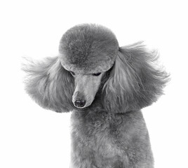 Portrait of gray poodle