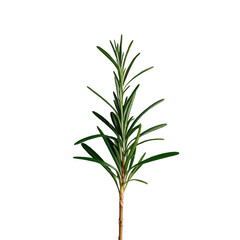 Fototapeta premium A vibrant sprig of rosemary symbolizing culinary freshness and herbal transparent background