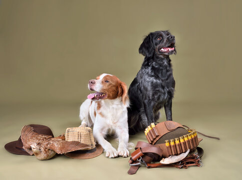 Two brittany spaniel dogs
