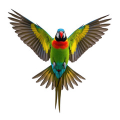 Fototapeta premium A vibrant rainbow lorikeet in majestic flight, wings spread wide against a clean transparent background showcasing its dazzling plumage.
