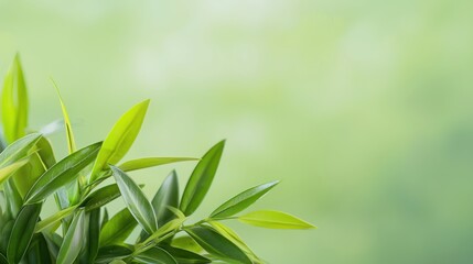 Lush green foliage with vibrant leaves creates a tranquil natural landscape perfect for PowerPoint presentations and copy space backgrounds offe high fidelity imagery for