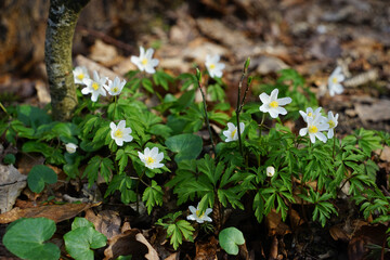 wood anemone
