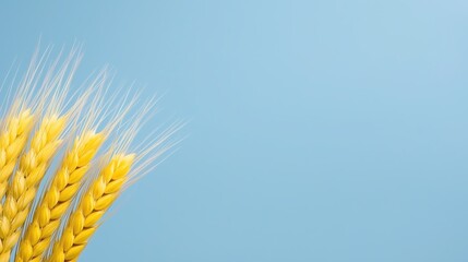 Golden wheat stalks against a serene light blue background provide ample copy space ideal for presentations or marketing materials related to harvest abundance and agricultural