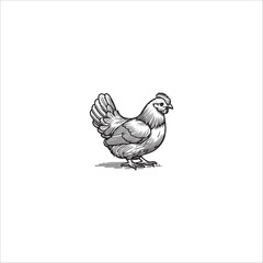 hen image artwork handmade illustration