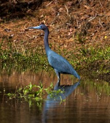 Little Blue Heron in a North Carolina swamp
