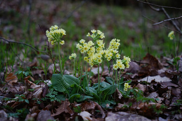 first spring flowers