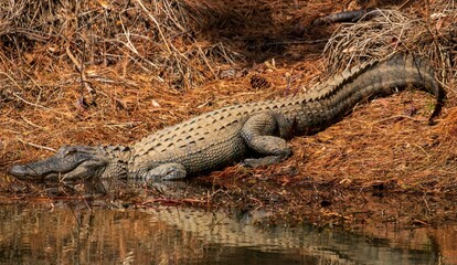 American alligator in a swamp in North Carolina